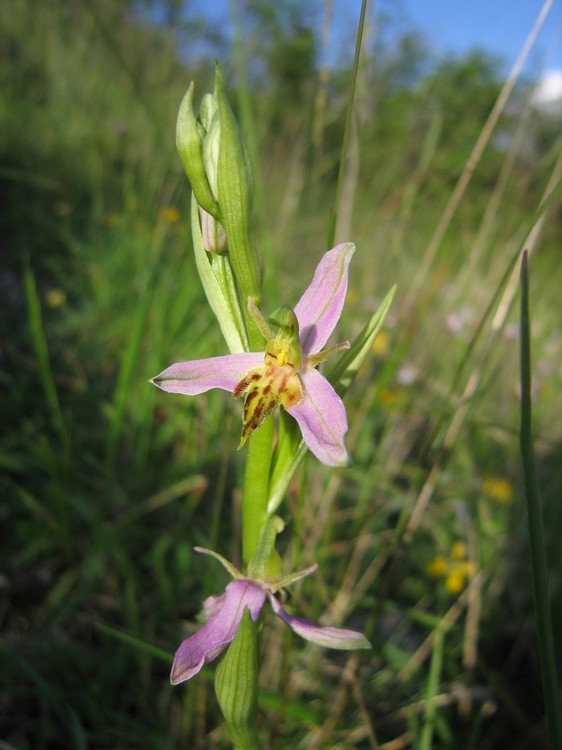 Ophrys apifera